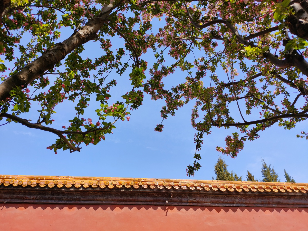 北京的春天红墙绿叶