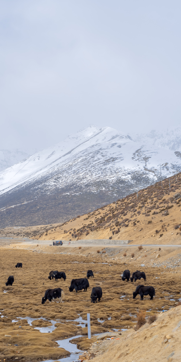 雪山与牦牛