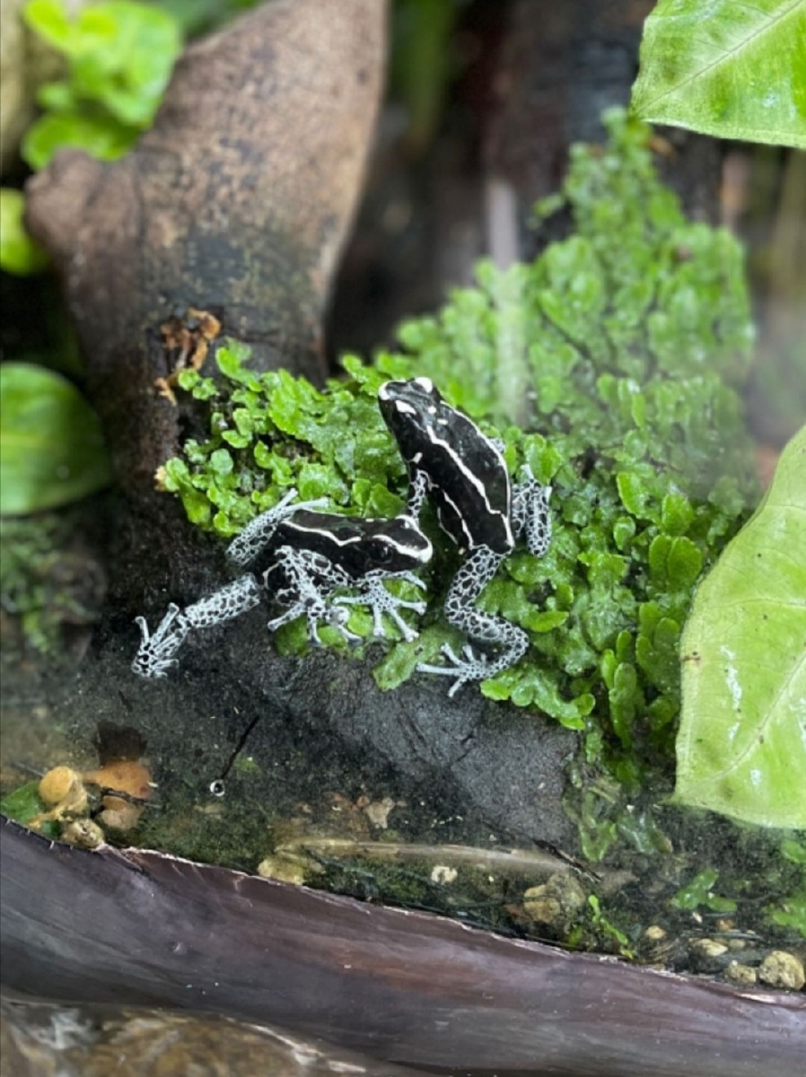 没见过这种皮肤的青蛙