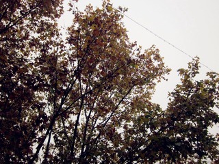 IMG_3098_副本.jpg