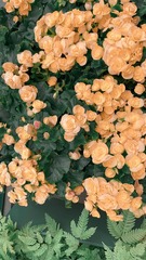 A2046C69-499C-4794-9DCA-2833AB92DA5D/L0/001