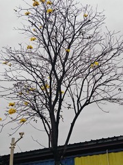 1000214016