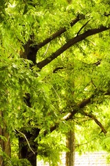 IMG_4082a.jpg