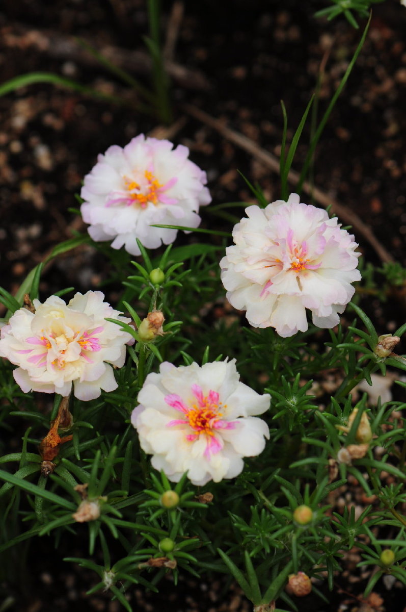现在太阳花的品种也是非常的多很奇特的颜色自己都忍不住种一堆