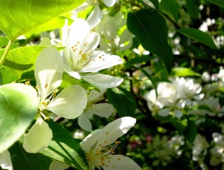 苹果花