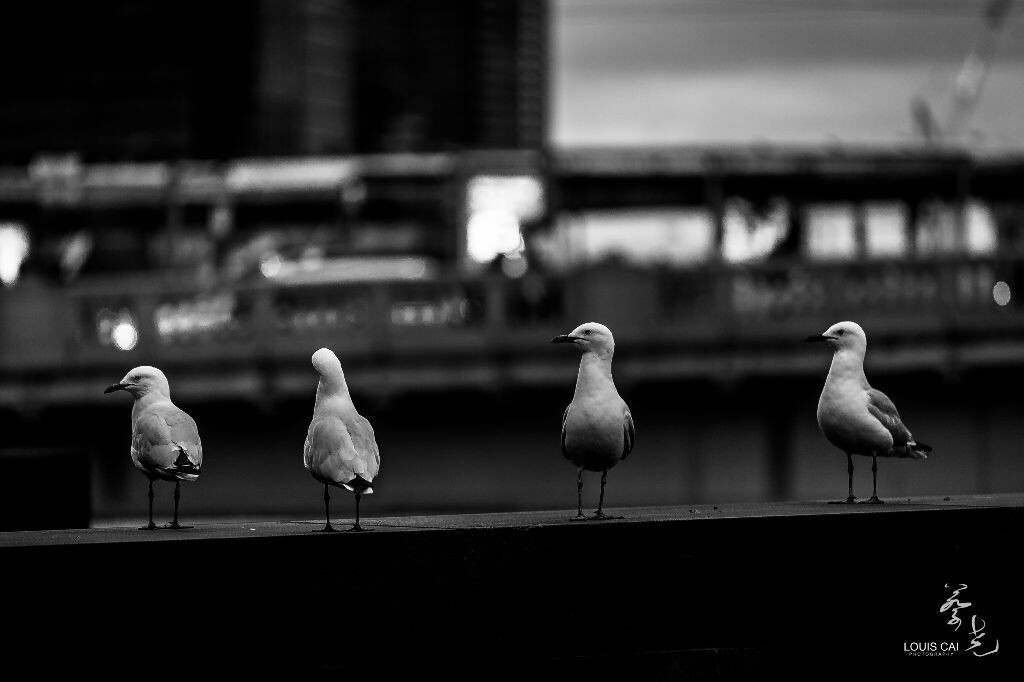 Seagulls<br />
