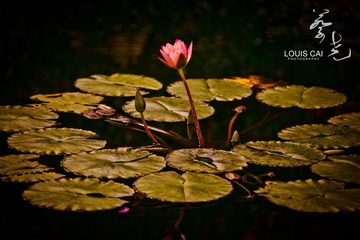IMG_8196.jpg