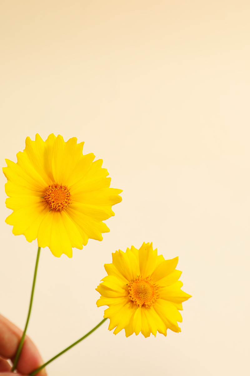 雏菊花为你静静的守候