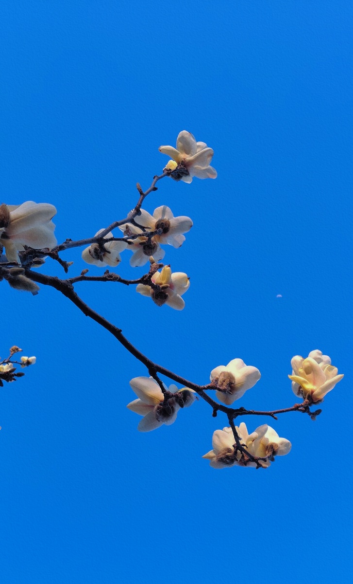 江流宛转绕芳甸月照花林皆似霰