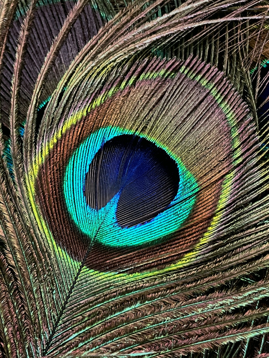 大自然是很神奇的孔雀的羽毛02色彩斑斓不同光线下会呈现不同的颜色