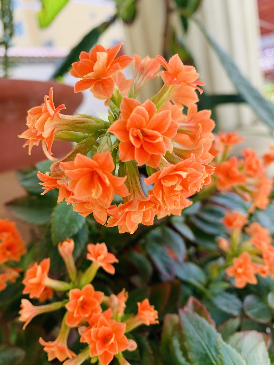 娇小的长寿花 华丽盛开