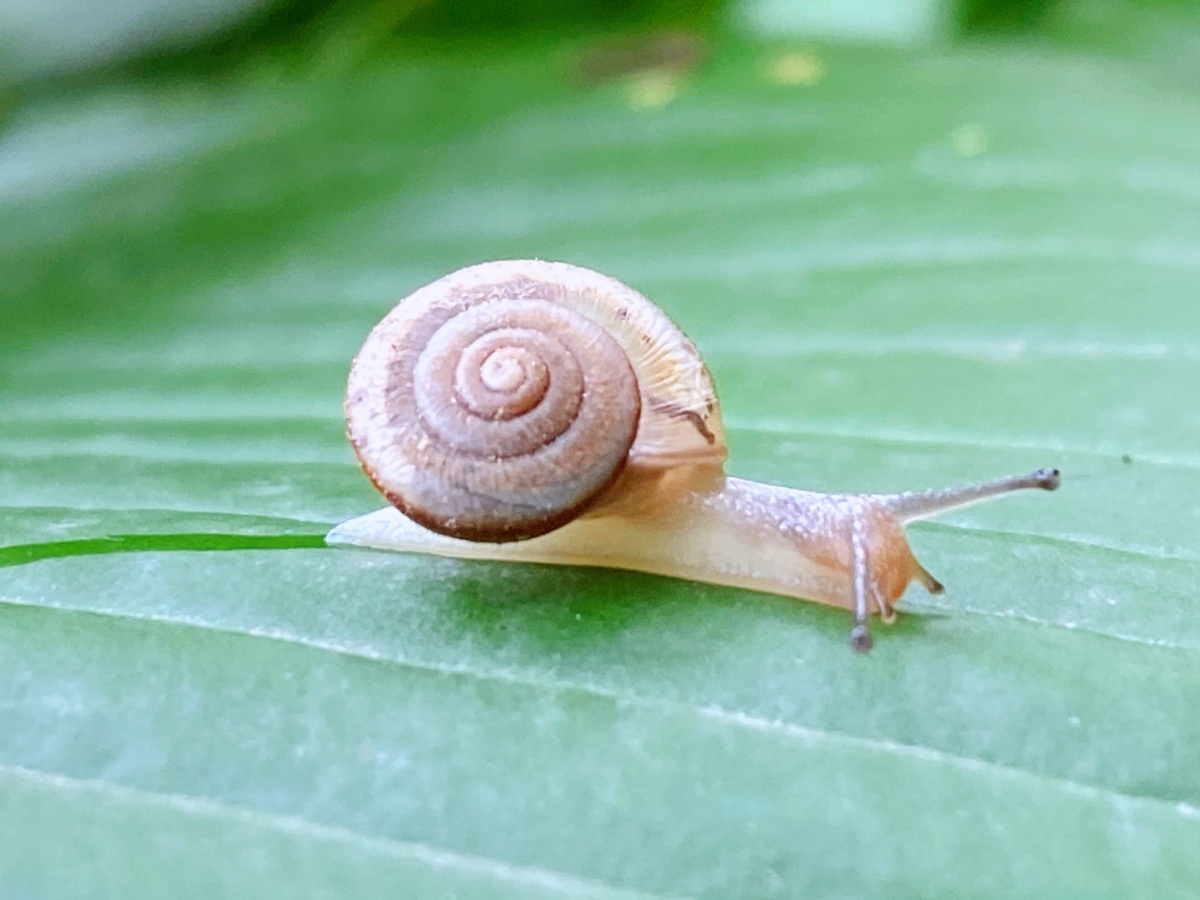 雨后蜗牛背着重重的壳呀一步一步的往前走