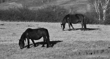 DSC_0660.jpg