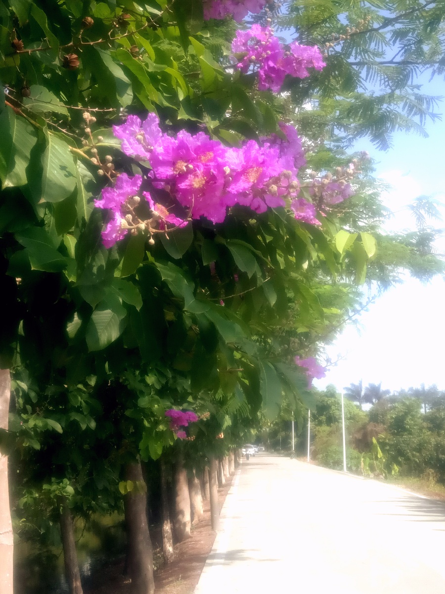 绽放争艳烈日下乡村公路旁艳丽的紫荆花