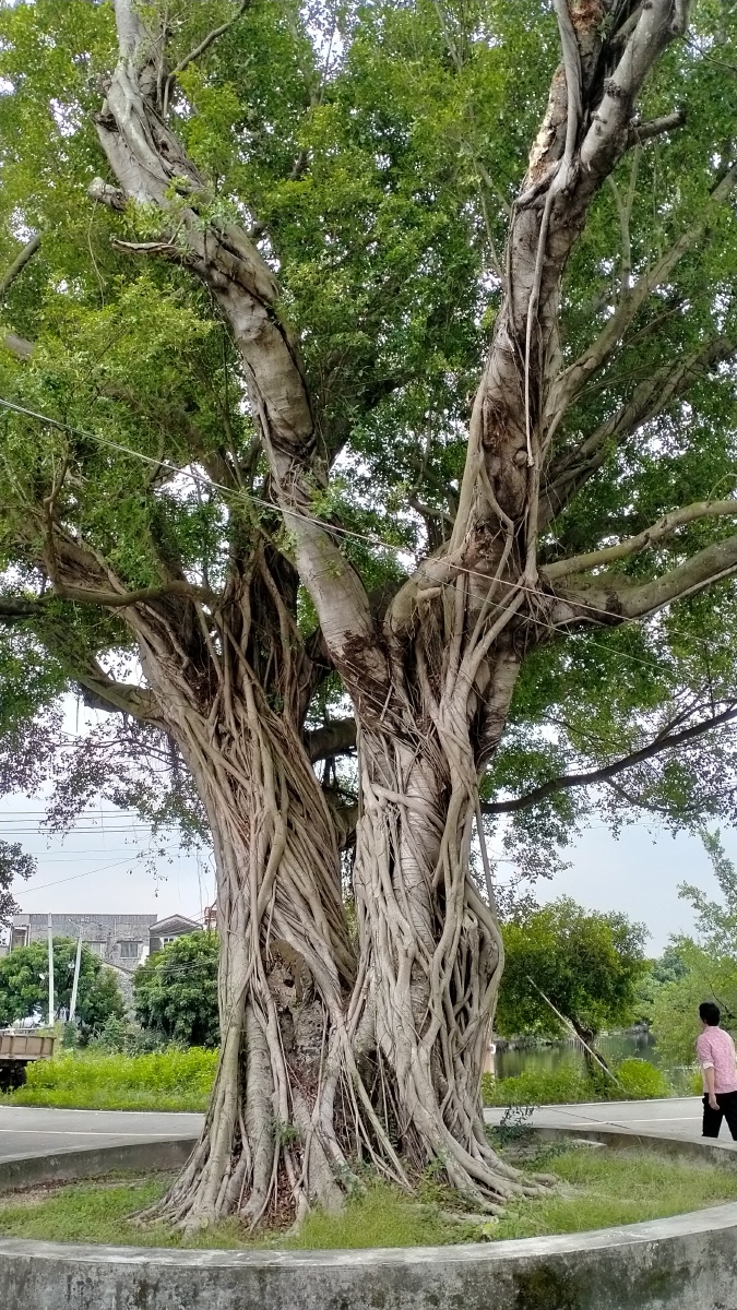 古榕树