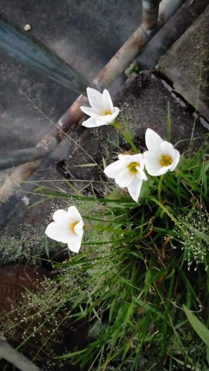 小白花靓女种的花
