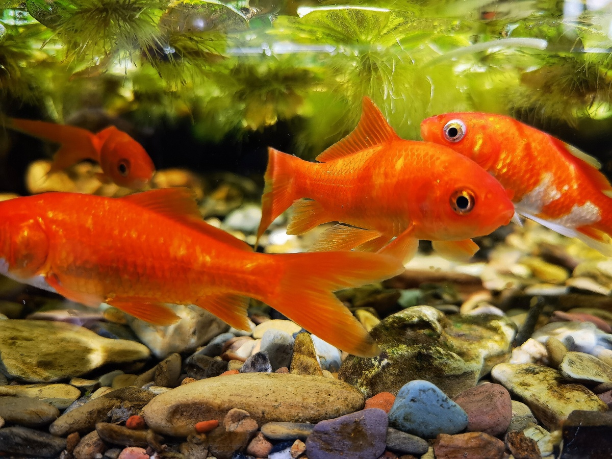 观赏鱼,水下世界