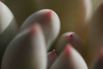 1441435