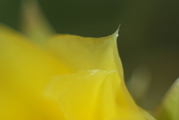 1501557