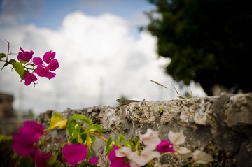 DSC_1485.jpg