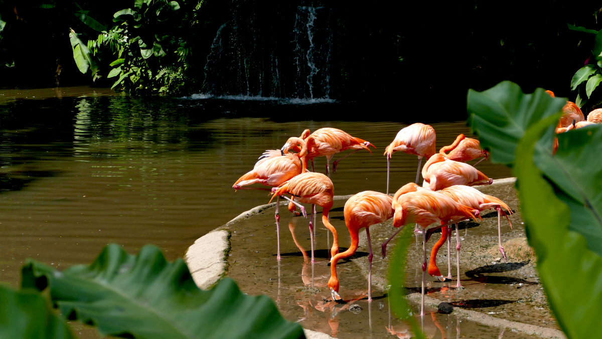 新加坡动物园里的火烈鸟