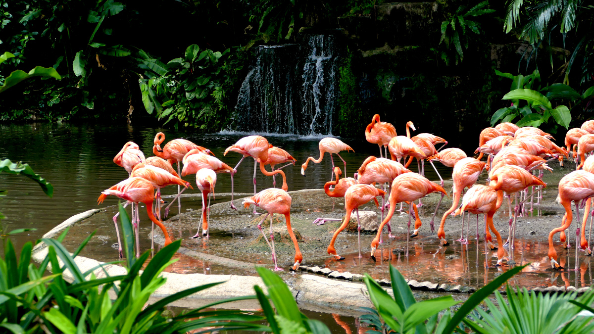 新加坡动物园里的火烈鸟