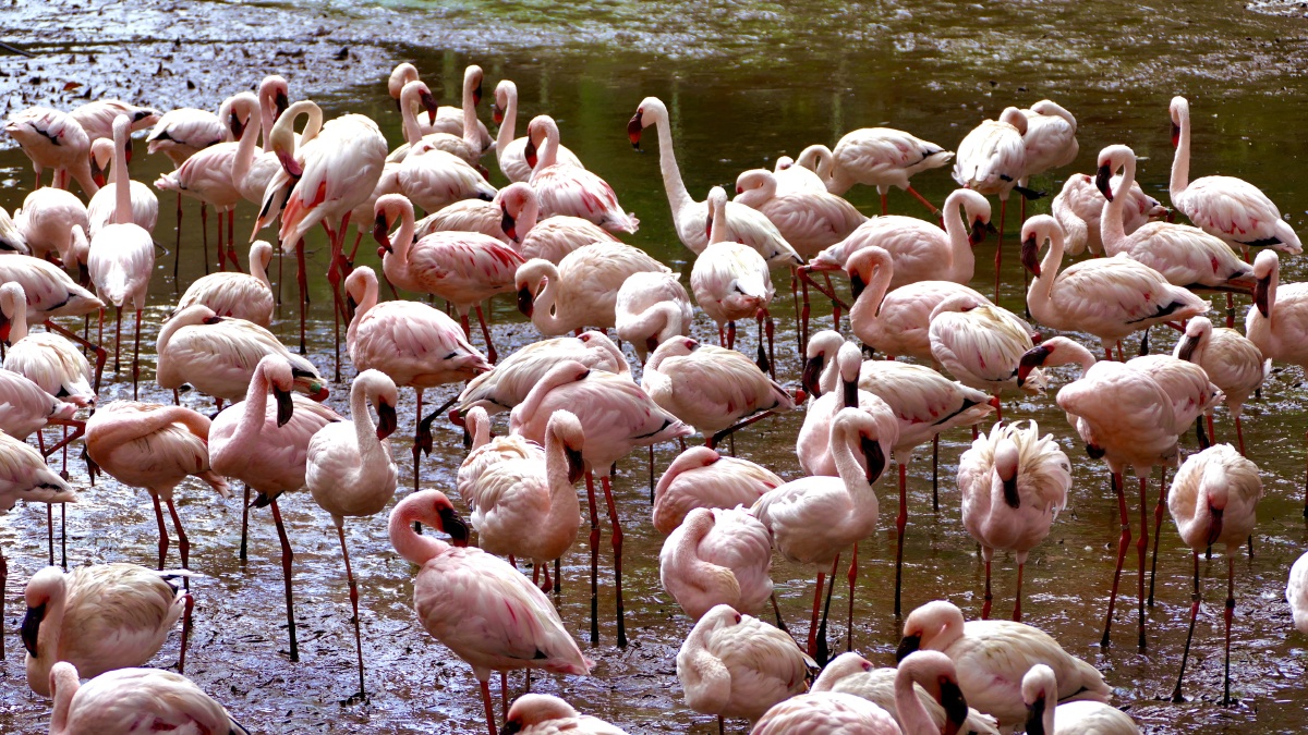 新加坡动物园里的火烈鸟