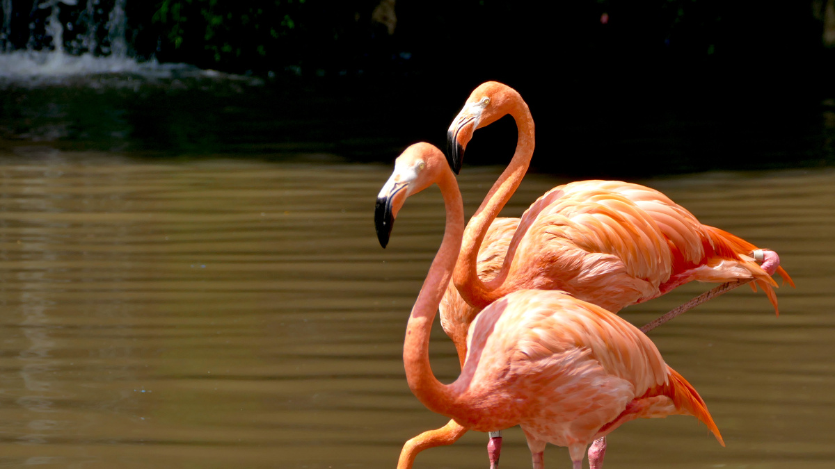 新加坡动物园里的火烈鸟