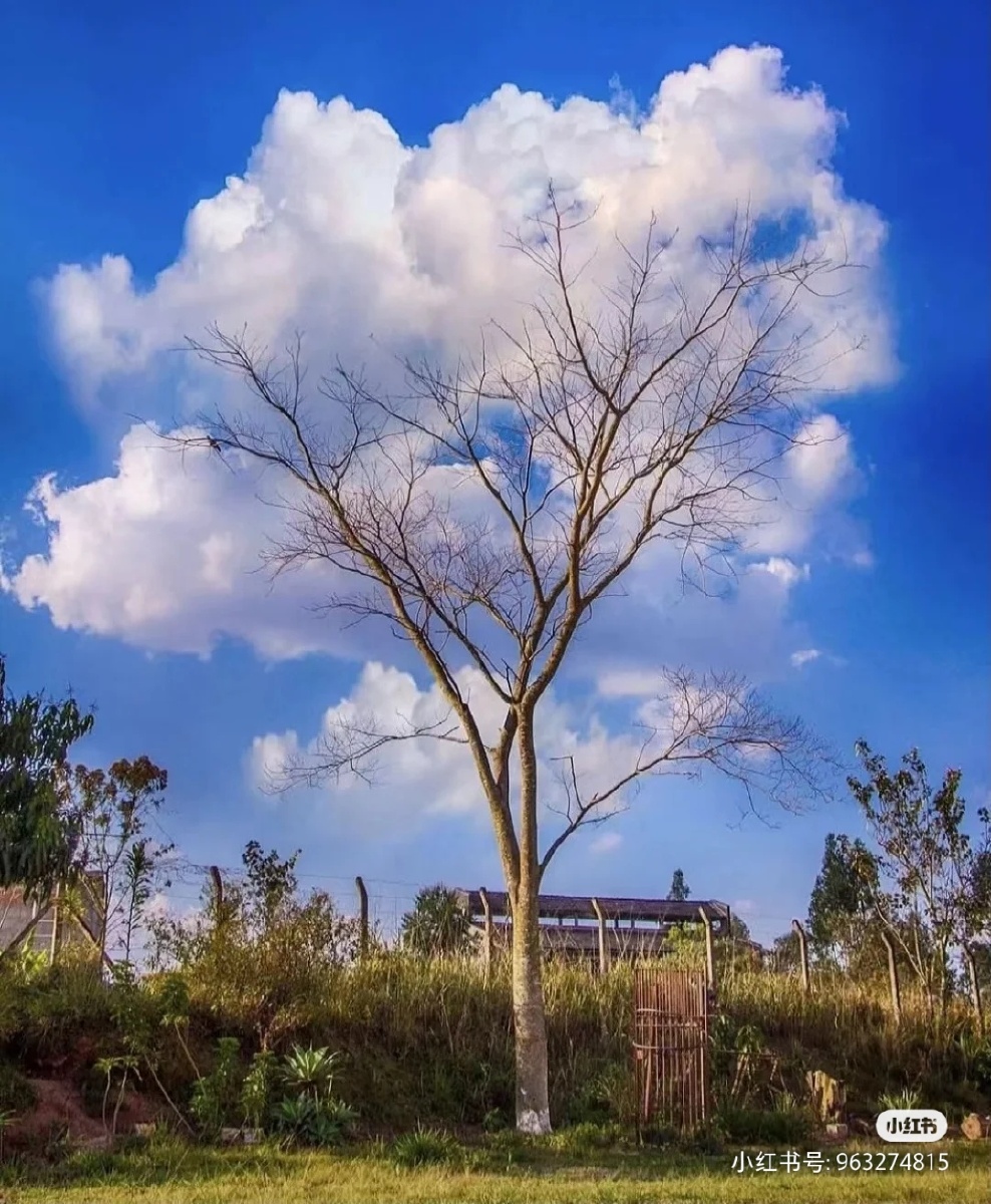 一朵天上的云朵树