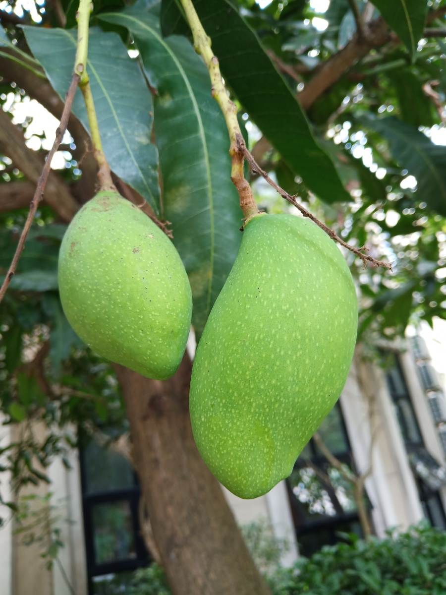 这个季节青皮芒果把小区芒果树的枝干挂了个满满当当
