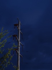 1000065220