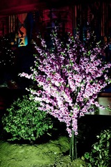 20120204-DSC_6671.jpg
