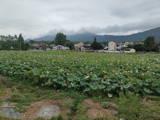 1000016588