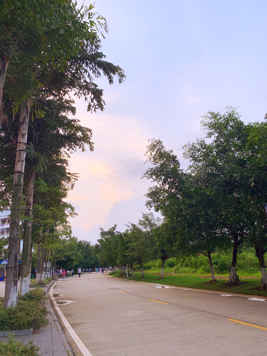 绿树成荫校园马路