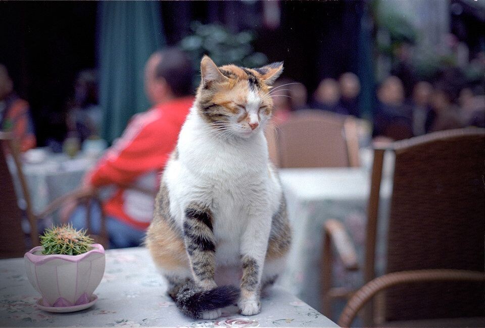 猫爷<br />
从早上睁开眼——或者还没睁开眼，成都的气息就扑面而来