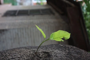 IMG_0542.JPG