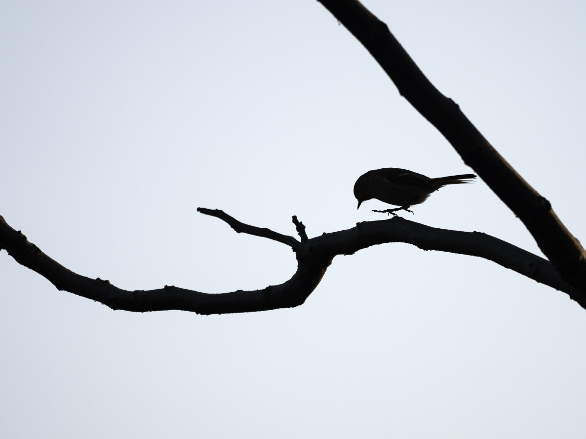 十一月份,早晨,苏州.一只小鸟在树枝上跳来跳去.