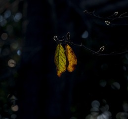 1000016116