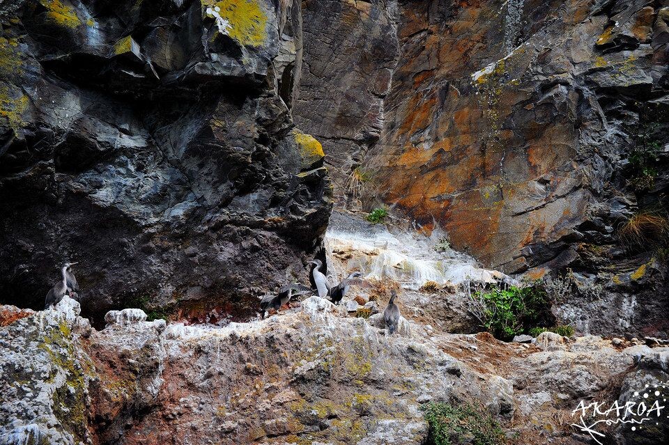 阿卡罗阿之赭色岩石与鸟的狂想<br />
岩石上海鸟众多，是不是扑下来嬉戏一番