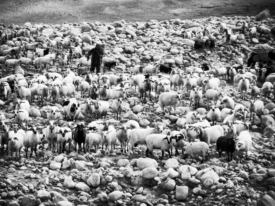 牧羊人-沿途<br />
一个人每天赶着几乎全部的家当在戈壁中求生存。
