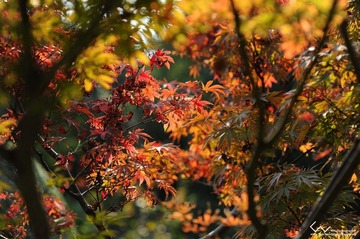 DSC_8627x.jpg