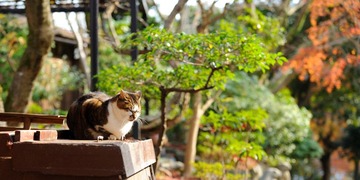 岚山的猫.jpg