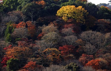 DSC_0066.jpg