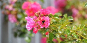 DSC_3918xx.jpg