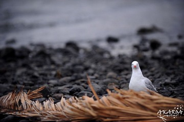 DSC_3950xx.jpg