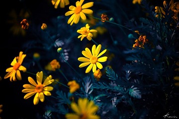 DSC_0438xx.jpg
