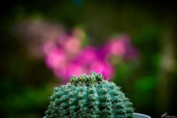 DSC_0467.jpg