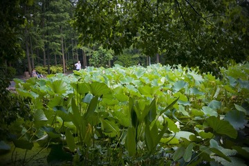 DSC_4142x.jpg