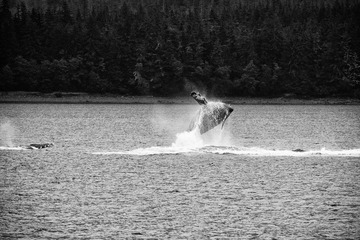 DSC_6385S.jpg