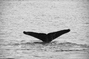 DSC_6810s.jpg
